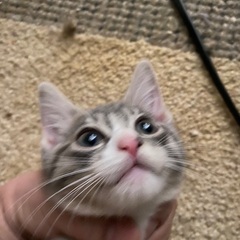 メインクーンロシアン、ブルーミックスちゃん - 里親募集