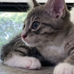メインクーンロシアン、ブルーミックスちゃん - 猫