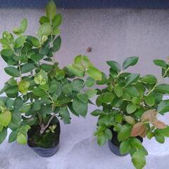 果樹　ブルーベリー　ハイブッシュ系　苗木　２つセットの画像