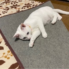 里親募集中 産まれて2年1ヶ月目のメス猫