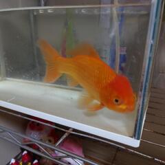 金魚