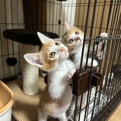茶白、縞三毛2ヶ月弱兄妹