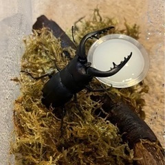 県内採取　ノコギリクワガタ　オス　66.6ミリ