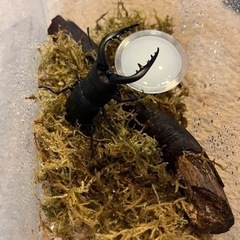 県内採取　ノコギリクワガタ　オス　66.6ミリの画像