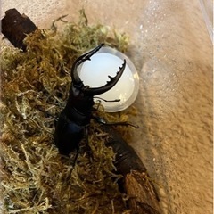 県内採取　ノコギリクワガタ　オス　66.6ミリの画像