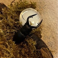 県内採取　ノコギリクワガタ　オス　66.6ミリの画像