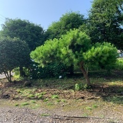 松のお手入れこのサイズ5000円
