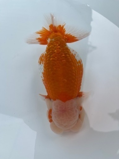 協会系 らんちゅう　 雌三歳魚