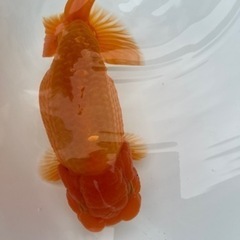 協会系　らんちゅう　雄三歳魚