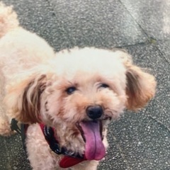 飼い犬が逃げてしまいました。