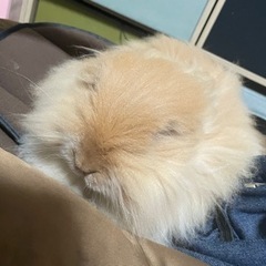 ライオンラビット
