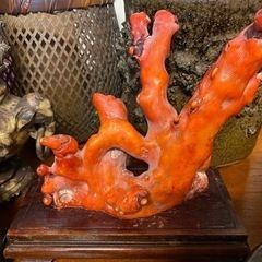 珊瑚 （サンゴ - Wikipedia） - その他