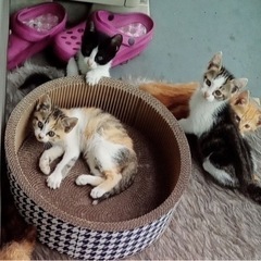 三毛猫　子猫　ハチワレ　子猫 - 東大阪市