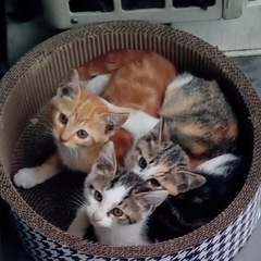 三毛猫　子猫　ハチワレ　子猫の画像