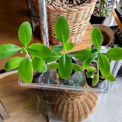 【多肉植物】カランコエ属『マザーリーフ』（MTL100）の画像