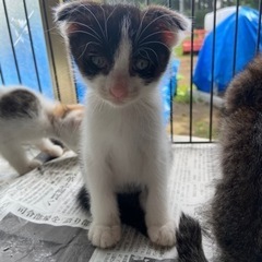 🐈里親様募集中🍀🐈決まりました🍀お問い合わせ頂いた皆様に感謝いた...