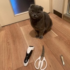 ブリティッシュショートヘア里親再募集