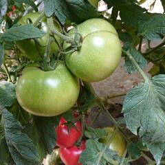 トマト🍅新鮮❗の画像