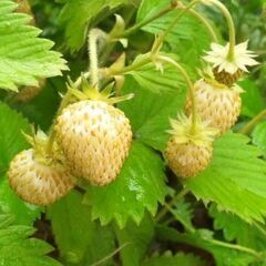 【植え付け時期です！緊急！処分します！！】【珍しい白実 ワイルド...