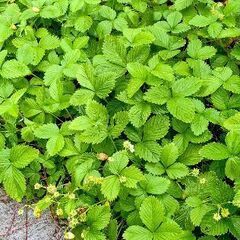 【植え付け時期です！緊急！処分します！！】【珍しい白実 ワイルドストロベリー】たわわに実ります！の画像