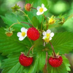 【植え付け時期です！緊急！処分します！！】【赤実が可愛いらしい ...