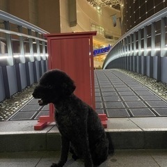 雨でも営業中！ハグ_128 − 広島県