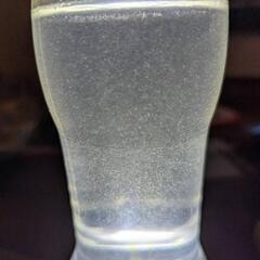 メダカ　生餌ゾウリムシの画像