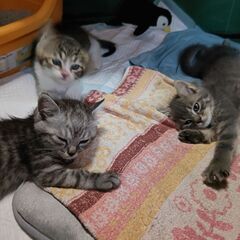 【里親募集】元気な２ヶ月の子猫です