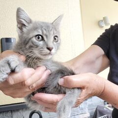 子猫保護しました、生後1か月オス　毛並み灰色活発、血液検査代負担...