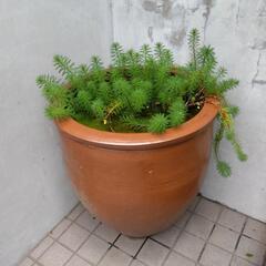 さらに値下げしました。水瓶　メダカ　今のところメダカ入ってます。...