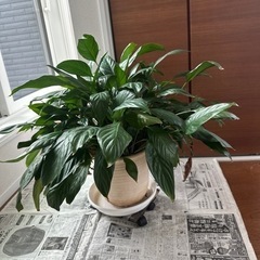 観葉植物
