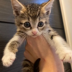 １ヶ月半くらいのキジ白の男の子