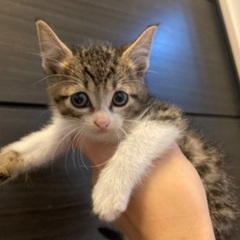 生後１ヶ月くらいキジ白ちゃん