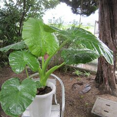 ★観葉植物クワズイモ大鉢！（１０号鉢）高さ１１０：幅１２０：奥行...