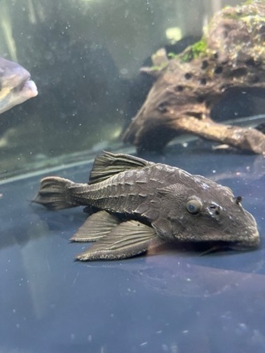 【値下げしました】熱帯魚アーマードプレコ±15cm ロリカリア、ナマズ