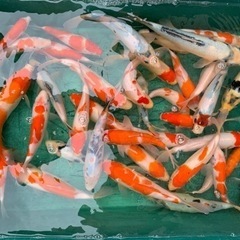 錦鯉⑧