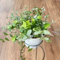 観葉植物 寄せ植え 4種 6号鉢 