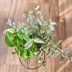 観葉植物寄せ植え 6号鉢　4種