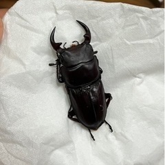 オオクワガタ③ミニ