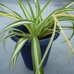 ★折り鶴ラン　オリズルラン　ナカフオリヅルラン 青い細長プラスチック製の鉢に植栽　高さ約４３ｃｍ　つる３本出ています　掲載No６★の画像
