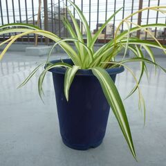 ★折り鶴ラン　オリズルラン　ナカフオリヅルラン 青い細長プラスチック製の鉢に植栽　高さ約４３ｃｍ　つる３本出ています　掲載No６★の画像