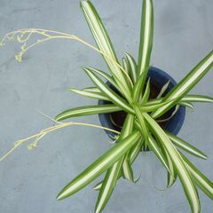★折り鶴ラン　オリズルラン　ナカフオリヅルラン 青い細長プラスチック製の鉢に植栽　高さ約４３ｃｍ　つる３本出ています　掲載No６★の画像