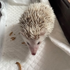 予期せぬ事態で繁殖してしまい… 赤ちゃんの里親が見つからず… 飼...