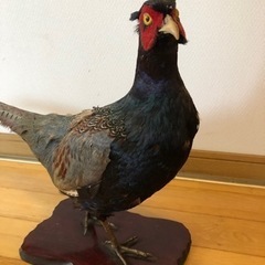 古いキジの剥製　差し上げますの画像