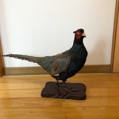 古いキジの剥製　差し上げます
