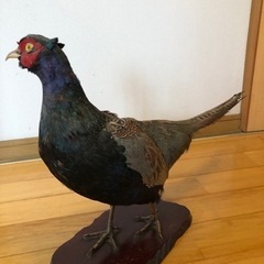古いキジの剥製　差し上げますの画像