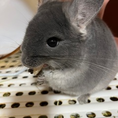 チンチラ