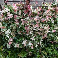 ハツユキカズラの画像