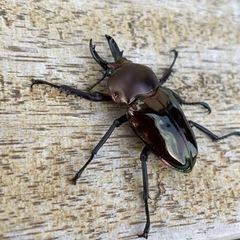 ニジイロクワガタ 小型ペア2