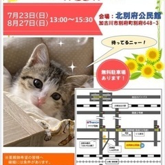 7/23保護ねこの里親会